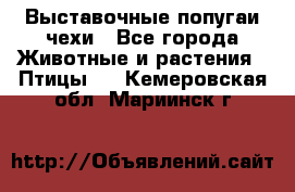 Выставочные попугаи чехи - Все города Животные и растения » Птицы   . Кемеровская обл.,Мариинск г.